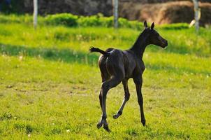 vista de caballo bebé foto