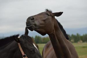 Horse portrait view photo