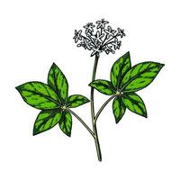 flor de ginseng silvestre dibujada a mano con hojas aisladas en fondo blanco. ilustración de vector botánico en estilo de boceto de color para embalaje, logotipo, diseño de artículos científicos