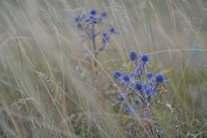 summer landscape view photo