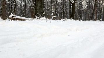 Vidéo en boucle 4k, mystérieuse forêt d'hiver dans la neige. paysage avec des chutes de neige entre les pins lors de fortes chutes de neige dans les forêts denses d'hiver par un matin froid et calme. video