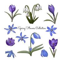 conjunto de flores de primavera violeta crocus scilla leucojim. vector