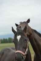 Horse portrait view photo