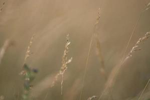 wind in grass photo