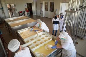 Workers preparing raw milk for cheese production photo