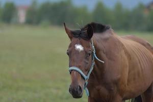 Horse portrait view photo