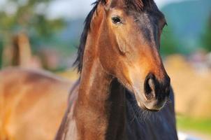 horse nature view photo