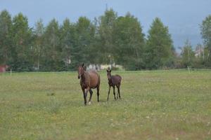 Horse portrait view photo