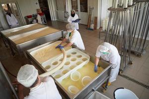 Workers preparing raw milk for cheese production photo