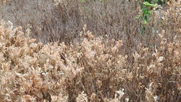 Dried plants from scorching sun during season of severe drought. video
