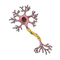 la célula nerviosa png