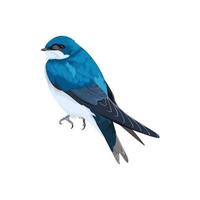 Tree Swallow bird vector