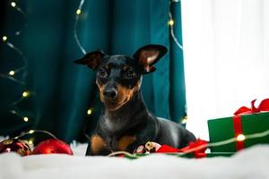 retrato de un divertido perro pinscher miniatura jugando con una bola de navidad alrededor de cajas de regalo