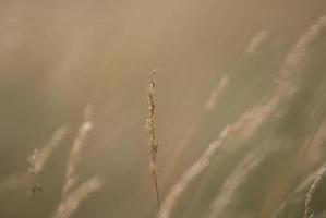 wind in grass photo