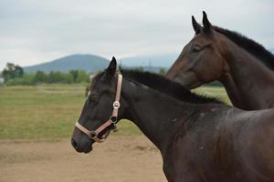 Horse portrait view photo