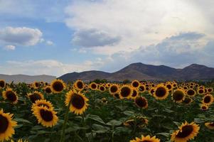 Sunflower field about to harvest, seed sunflower with mountains and clear sky photo