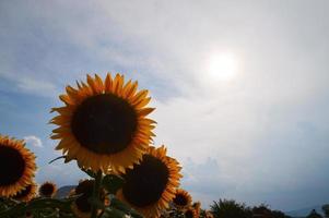 Sunflower field about to harvest, seed sunflower with mountains and clear sky photo