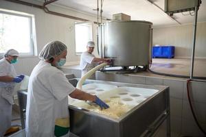 Workers preparing raw milk for cheese production photo