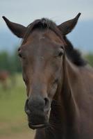 Horse portrait view photo
