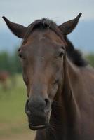 vista de retrato de caballo foto