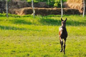 Baby horse view photo
