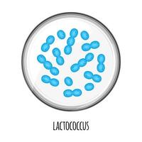 The human microbiome of lactococcus in a petri dish. Vector image. Bifidobacteria, lactobacilli. Lactic acid bacteria. Illustration in a flat style.