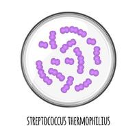 The human microbiome of streptococcus thermophilius in a petri dish. Vector image. Bifidobacteria, lactobacilli. Lactic acid bacteria. Illustration in a flat style.