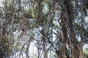 The large air roots of trees that sag into the forest for background. photo