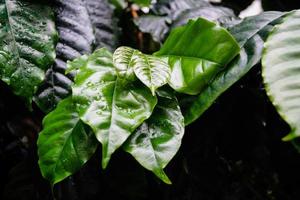 planta de café de las tierras altas coffea arabica de etiopía foto