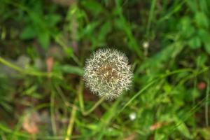 Fluffy texture of white dandelion flower close-up. Taraxacum seeds on a stem against a blurred background. photo