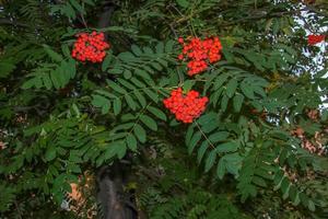 Rowan berries SORBUS AUCUPARIA L growing on a tree branches with green leaves. Autumn nature, medicinal berries of mountain-ash photo