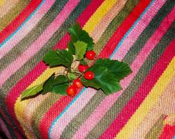 Bright red berries of the hawthorn CRATAEGUS TOURN. EX L, growing naturally. They are used in herbal medicine for ailments as well as in culinary jams, jellies and wines. photo