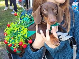 St Petersburg, Russia, 2022 - The annual dachshund parade in St Petersburg, Russia features adorable puppies wearing funny costumes photo