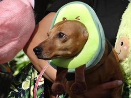 St Petersburg, Russia, 2022 - The annual dachshund parade in St Petersburg, Russia features adorable puppies wearing funny costumes photo