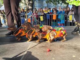 St Petersburg, Russia, 2022 - The annual dachshund parade in St Petersburg, Russia features adorable puppies wearing funny costumes photo