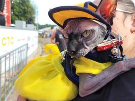 St Petersburg, Russia, 2022 - Dogs dressed up for the fashion show at Petshop Days festival photo