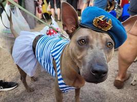 St Petersburg, Russia, 2022 - Dogs dressed up for the fashion show at Petshop Days festival photo