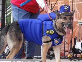 St Petersburg, Russia, 2022 - Dogs dressed up for the fashion show at Petshop Days festival photo