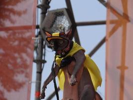 St Petersburg, Russia, 2022 - Dogs dressed up for the fashion show at Petshop Days festival photo