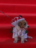 St Petersburg, Russia, 2022 - Dogs dressed up for the fashion show at Petshop Days festival photo