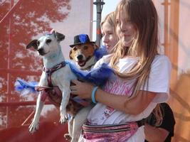 St Petersburg, Russia, 2022 - Dogs dressed up for the fashion show at Petshop Days festival photo