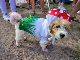 St Petersburg, Russia, 2022 - Dogs dressed up for the fashion show at Petshop Days festival photo