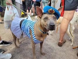 St Petersburg, Russia, 2022 - Dogs dressed up for the fashion show at Petshop Days festival photo