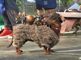 St Petersburg, Russia, 2022 - The annual dachshund parade in St Petersburg, Russia features adorable puppies wearing funny costumes photo