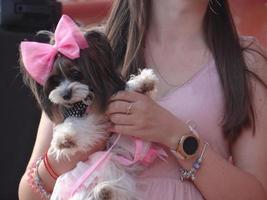 St Petersburg, Russia, 2022 - Dogs dressed up for the fashion show at Petshop Days festival photo