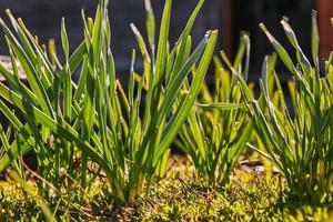 primer plano de hierba verde en un día soleado foto