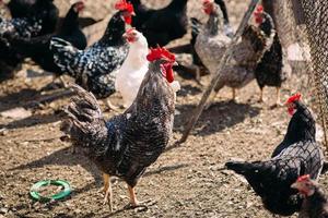 Cock and chickens on a farm in early spring on a Sunny day photo