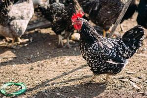 Cock and chickens on a farm in early spring on a Sunny day photo