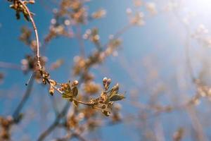 spring not blooming cherry flowers in the sun photo