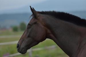 vista de retrato de caballo foto